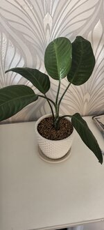 Помогите опознать