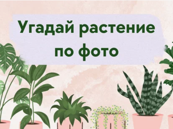Угадай цветок по фотографии